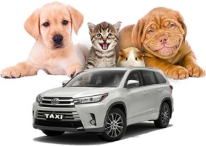 Melbourne Airport Transfers With Pets